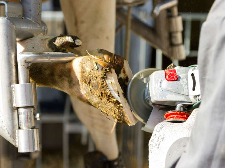 KERBL Klauenschneidscheibe